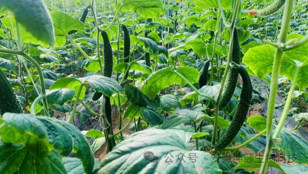 生物有机肥产品特点